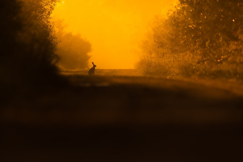 A light tunnelphoto preview