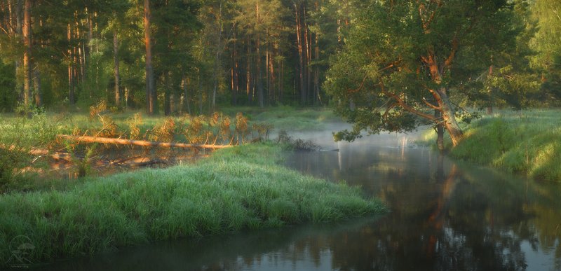 утро, река, туман, сосны Летнее утроphoto preview