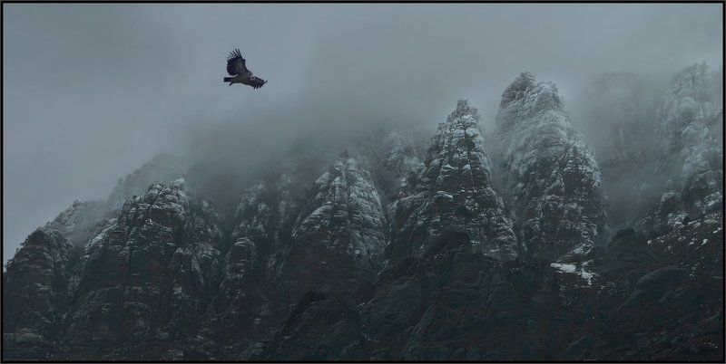 Белоголовый сип, Долина приведений, Крым Хозяин ущельяphoto preview