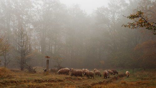 ***