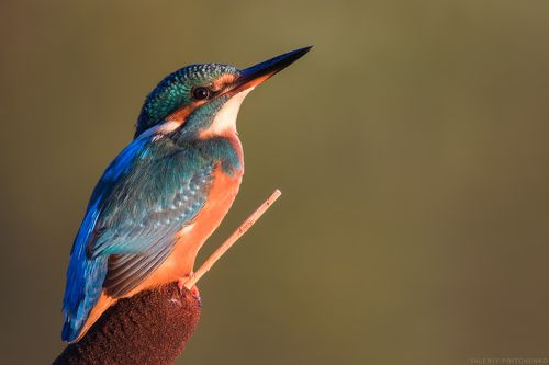 Зимородок на рогозе