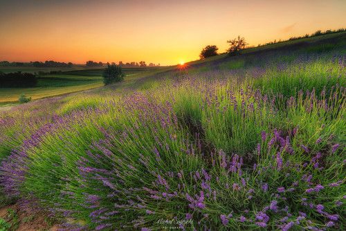 Lavender...