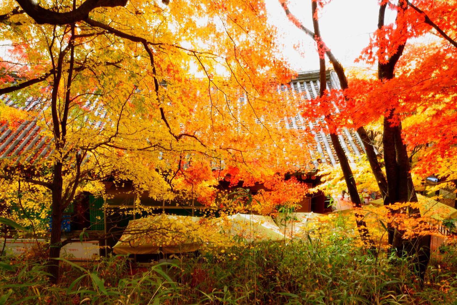 In the temple. Автор: Shin south korea, gyeongsangbukdo,temple,backlight, landscape, autumn, maple, colorful, bokeh, beauty, beautiful,, Shin