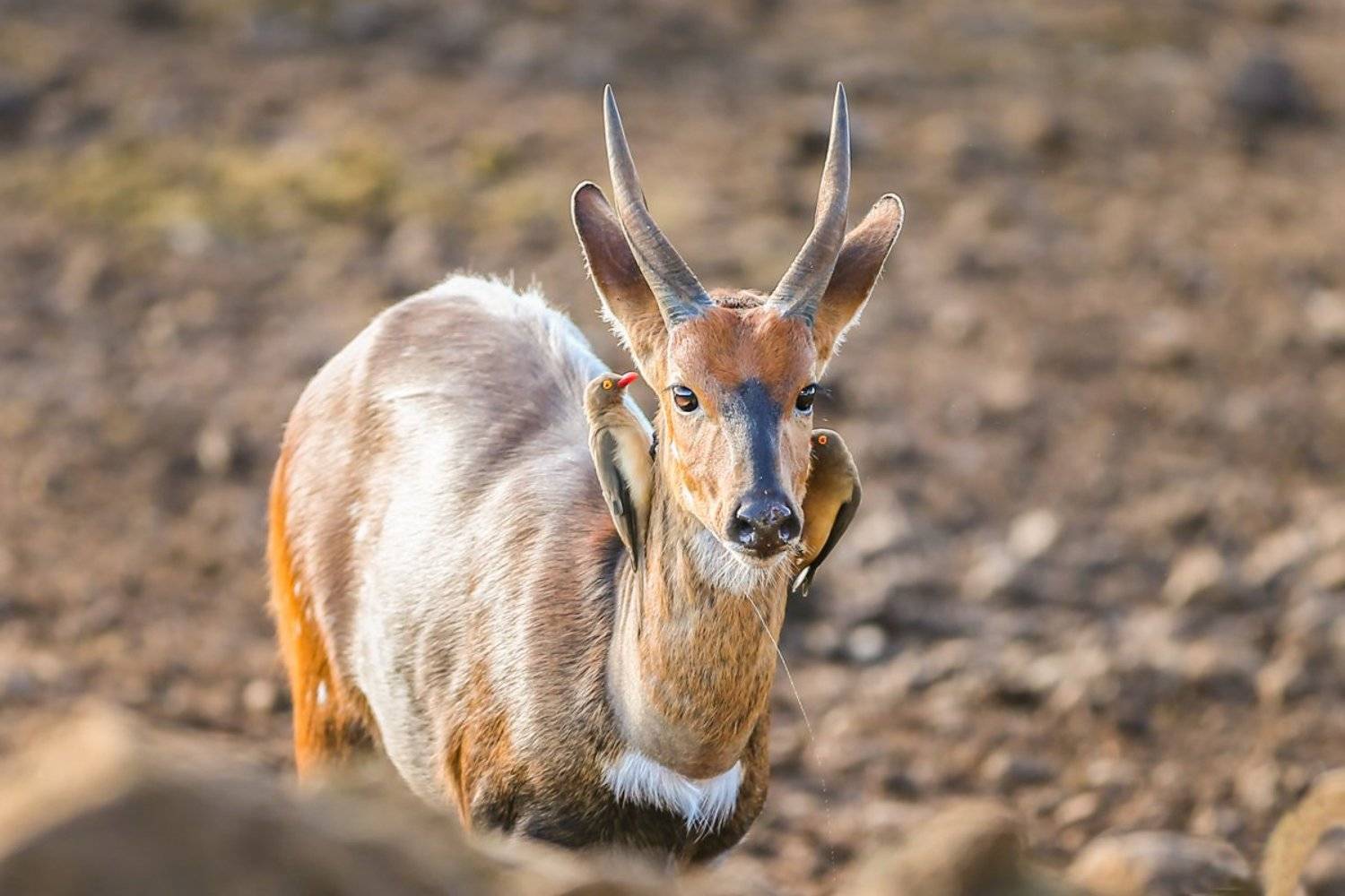 Сережки от кутюр.. Автор: Ольга Петруша антилопа, импала, скворец, рассвет, сережки, африка, Ольга Петруша