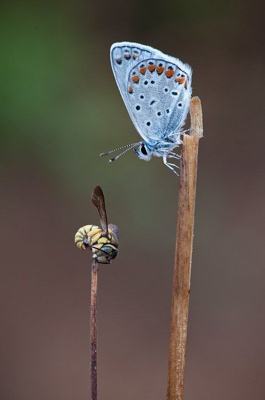 Проснись,полетаем!photo preview