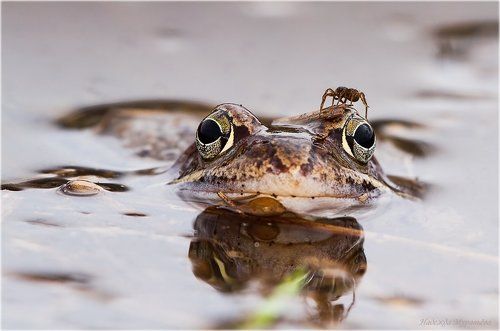 В своём глазу бревна не видно
