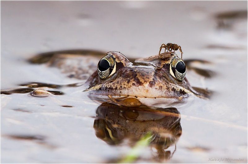 травяная, лягушка, rana, temporaria, паук В своём глазу бревна не видноphoto preview