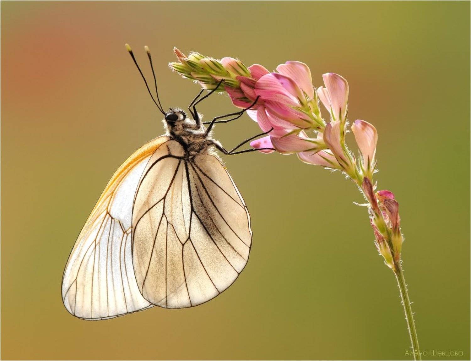 Боярышница. Автор: Алёна Шевцова , Алёна Шевцова