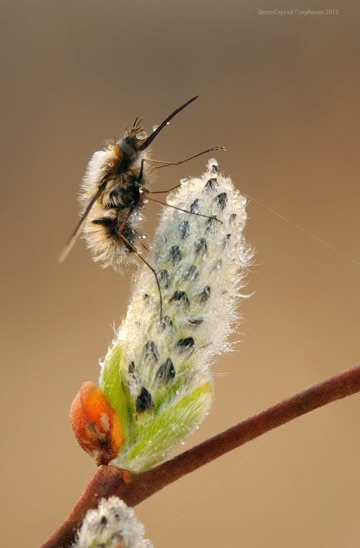 Жужжалоphoto preview