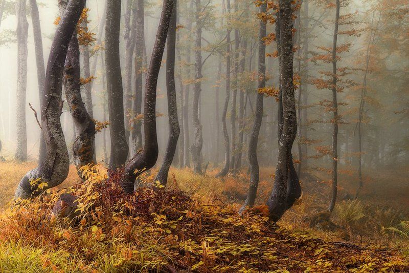 Есен на Витошаphoto preview