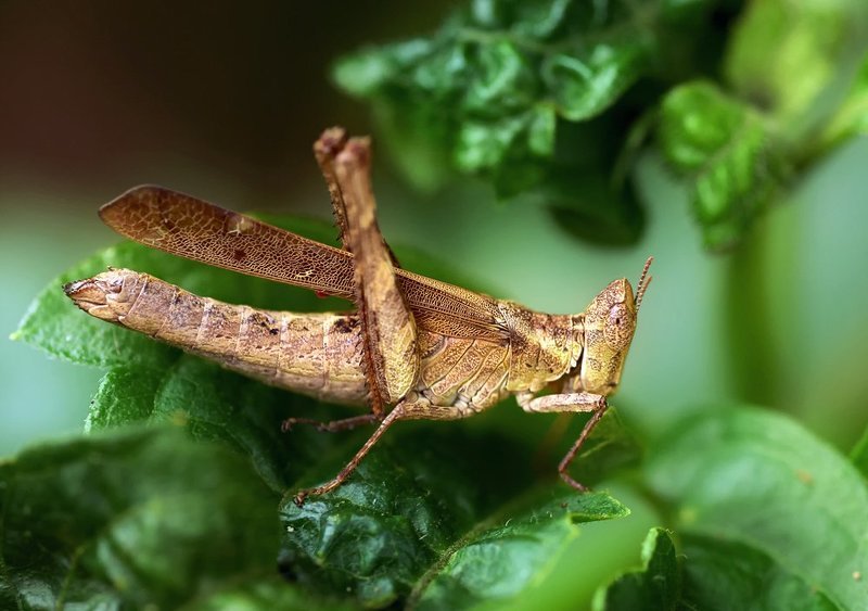 macro, closeup, макро,  gnilenkov ***photo preview