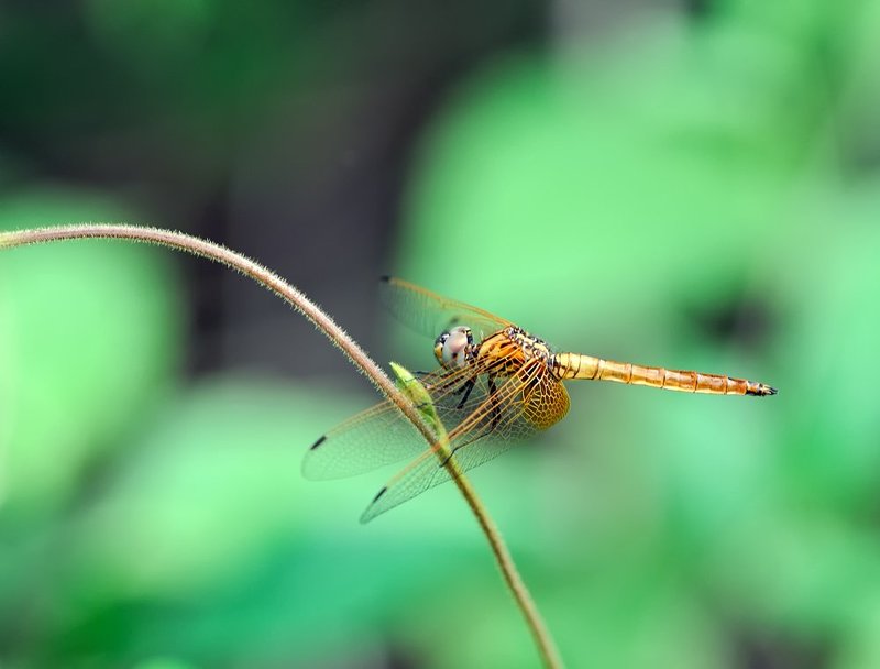 macro, closeup, макро,  gnilenkov ***photo preview