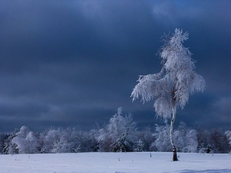 Белая береза   Под моим окном   Принакрылась снегом,   Точно серебром.photo preview