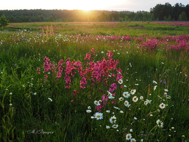 Цветут лугаphoto preview