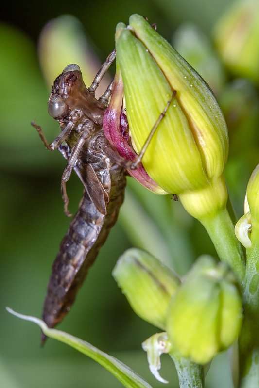 Метаморфоз стрекозыphoto preview