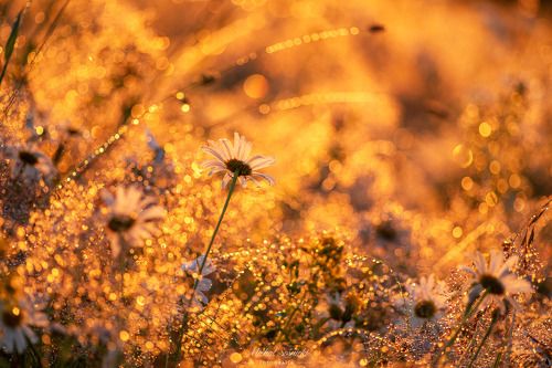 Flowers...