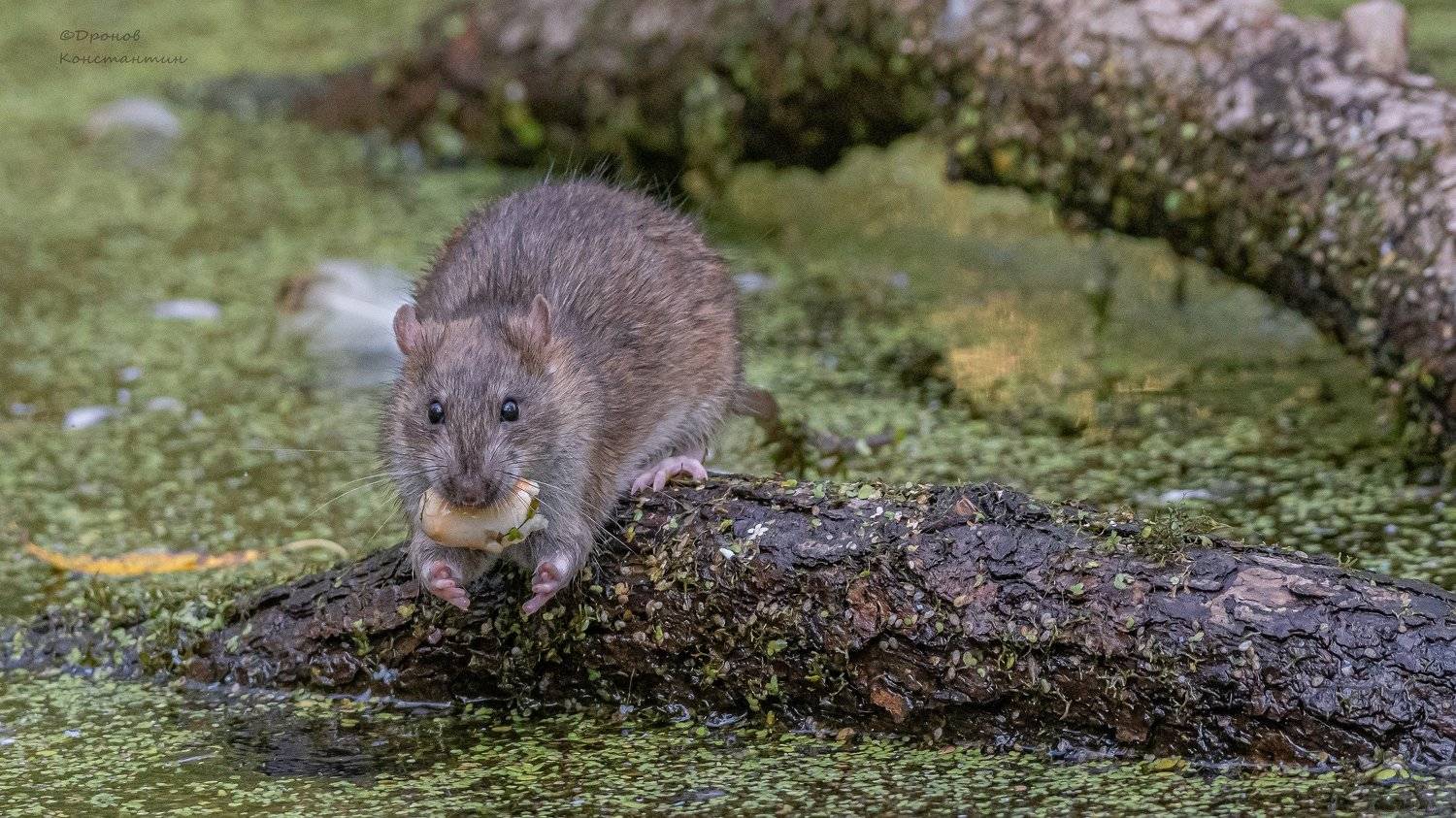 крыса, животные, фотоохота, Дронов Константин