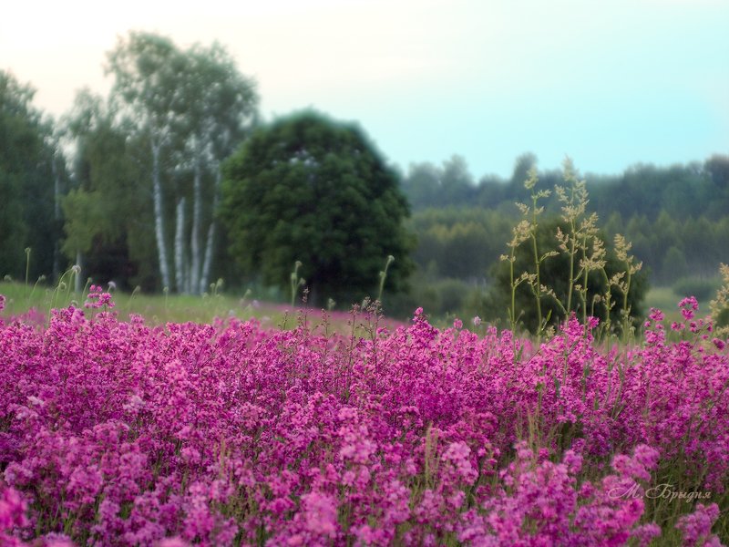 Смолка цветётphoto preview