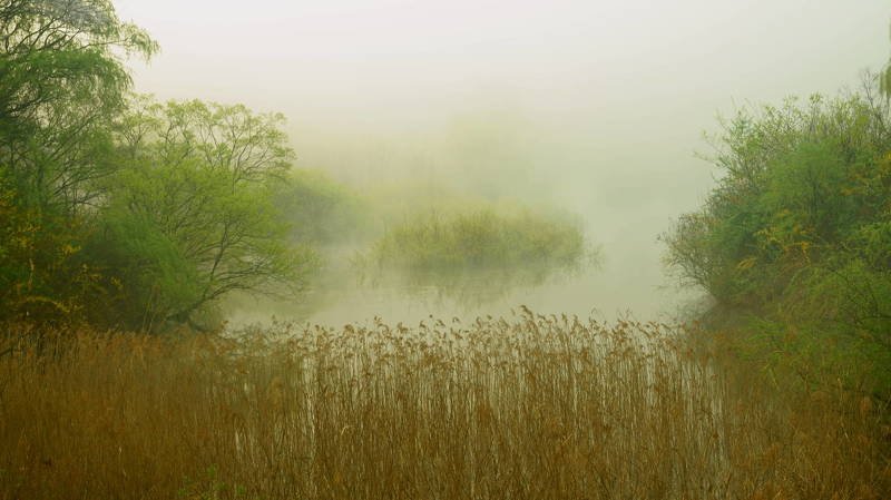 south korea, choongcheongnamdo, spring, springtime, lake, tree, fog, new leaves, reflection, New leaves in springtimephoto preview