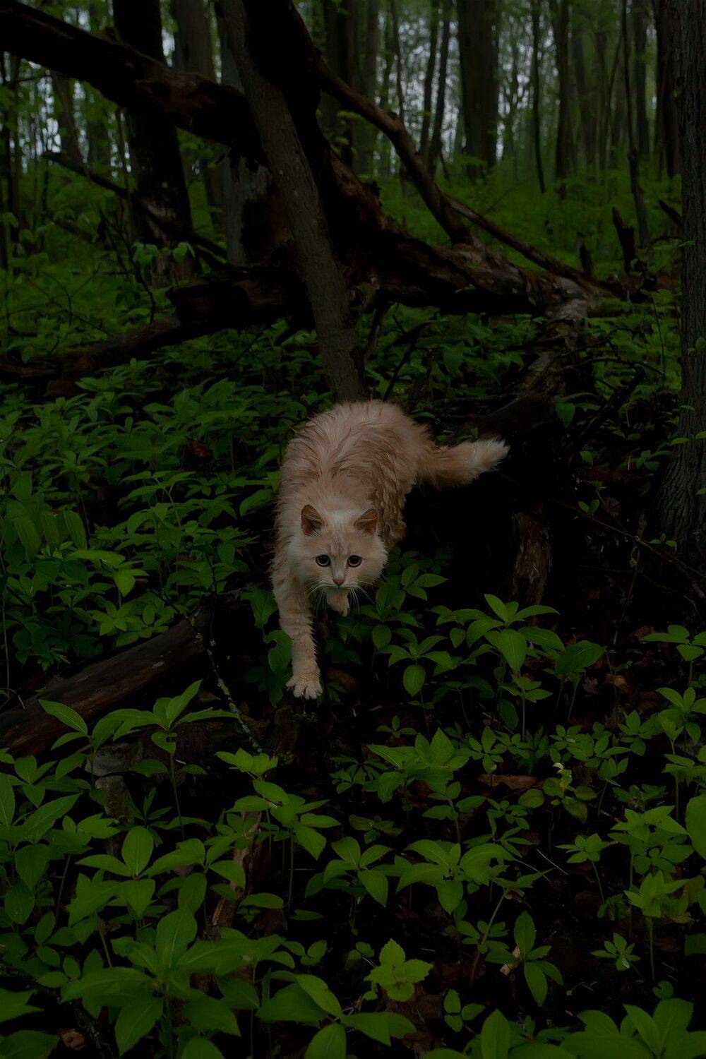 Хранитель туманного леса. Автор: Виталий Стрельцов , Виталий Стрельцов