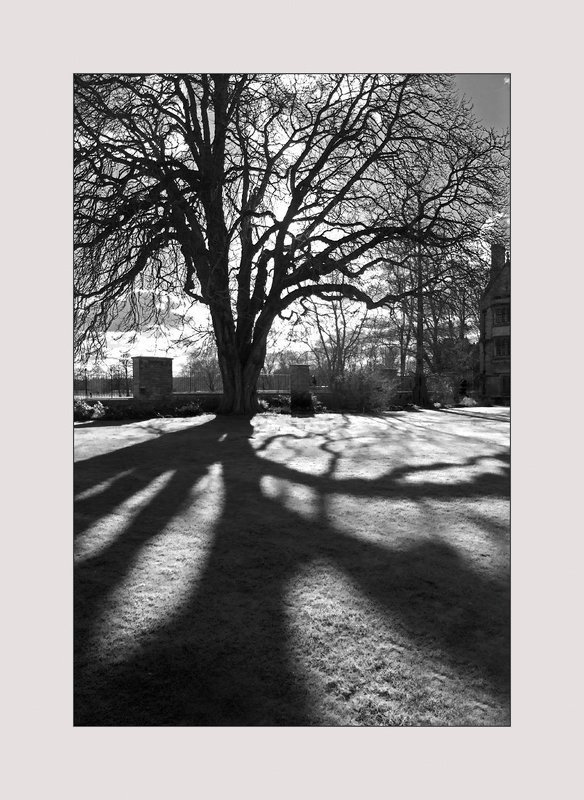 древо...photo preview