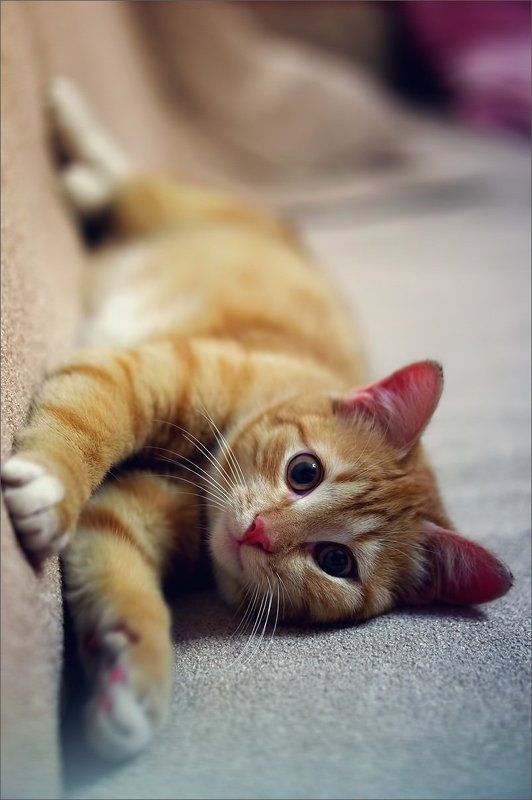 Котосессияphoto preview