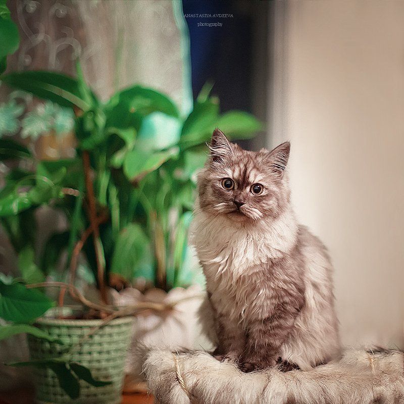 Котикphoto preview