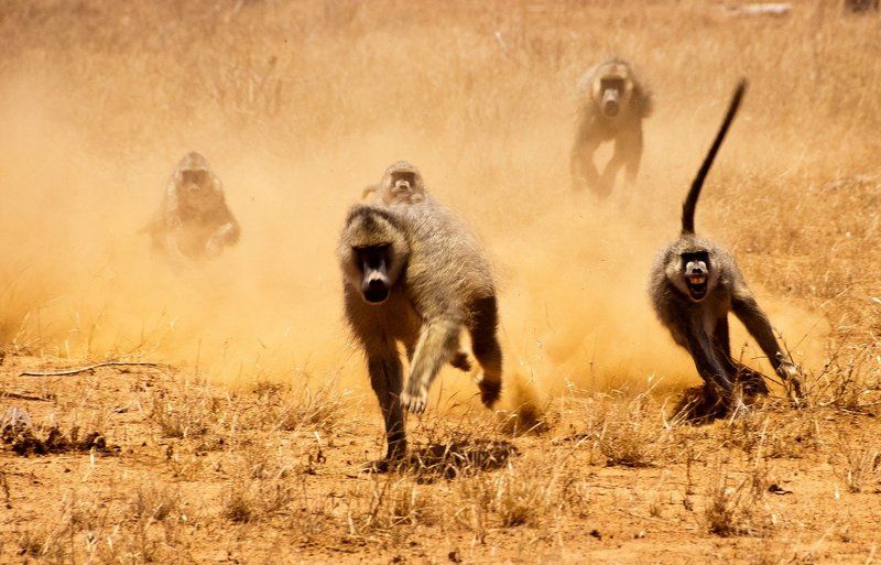 африка, кения, животные Погоняphoto preview