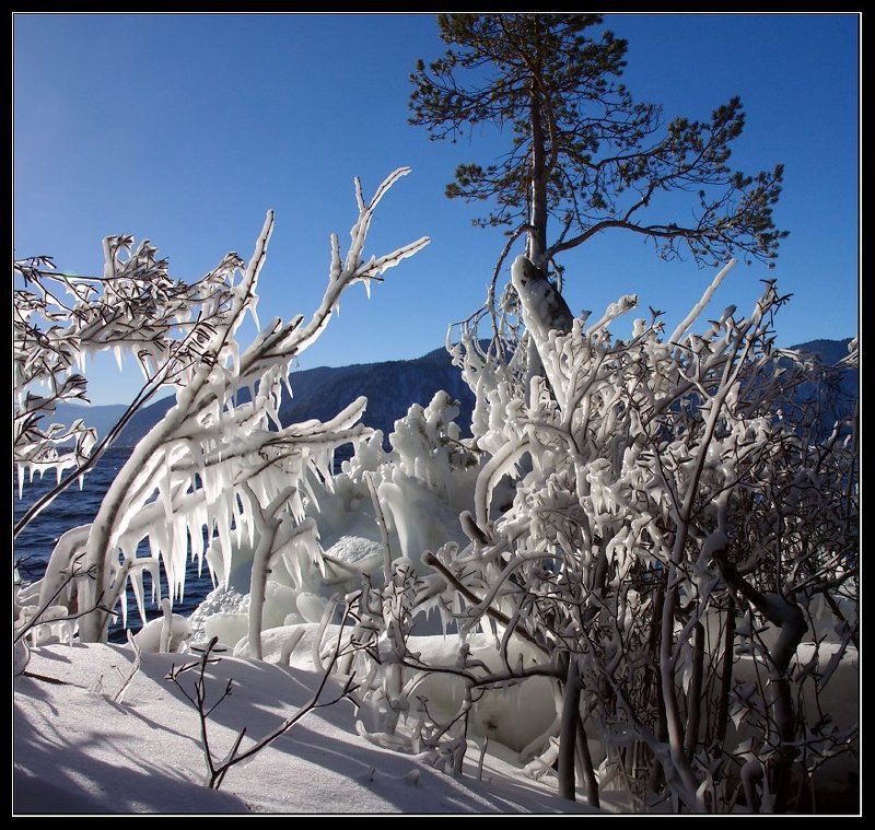 Маральник замороженный.photo preview