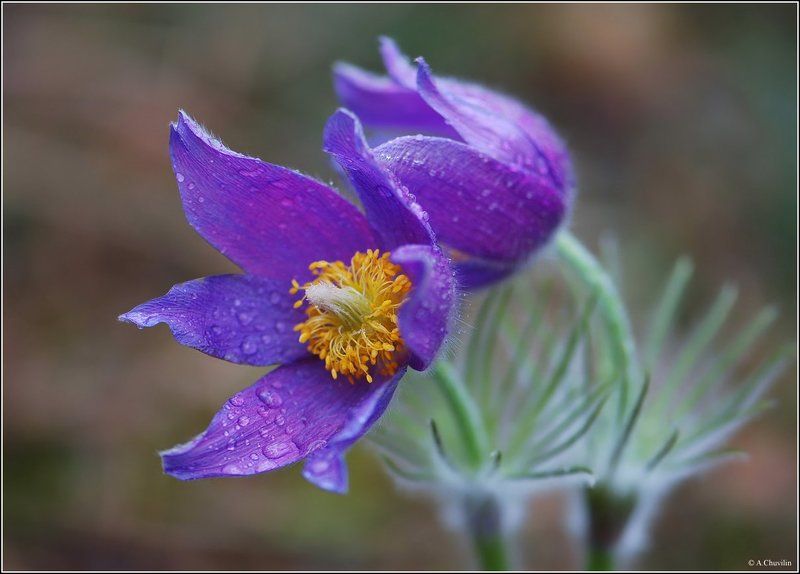 сон,трава,апрель Сон траваphoto preview