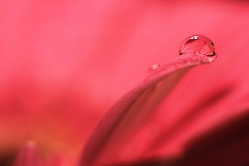 Pink drop