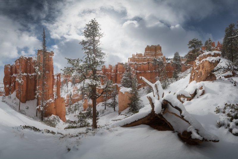 Bryce