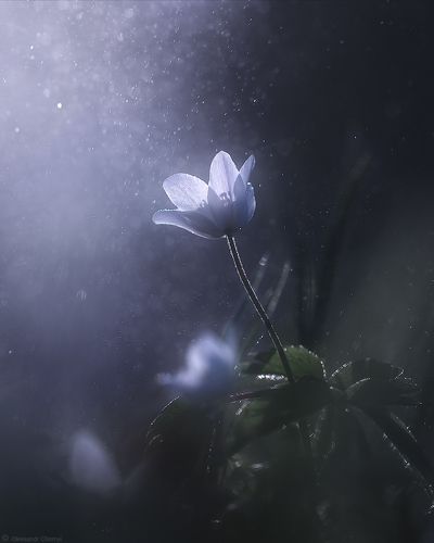 surrender