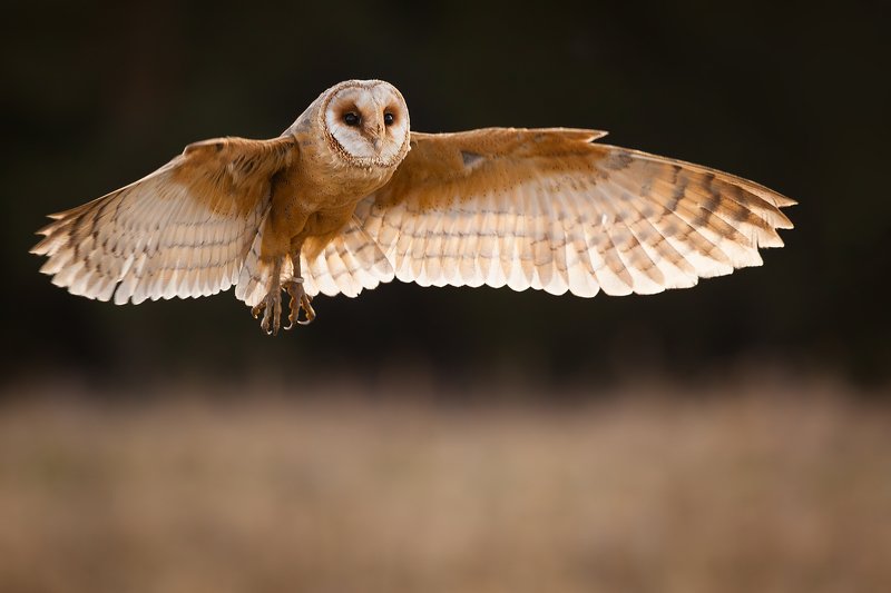 Сипухаphoto preview