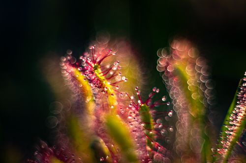 Corona 