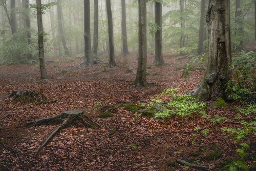 Rainy forest landscape