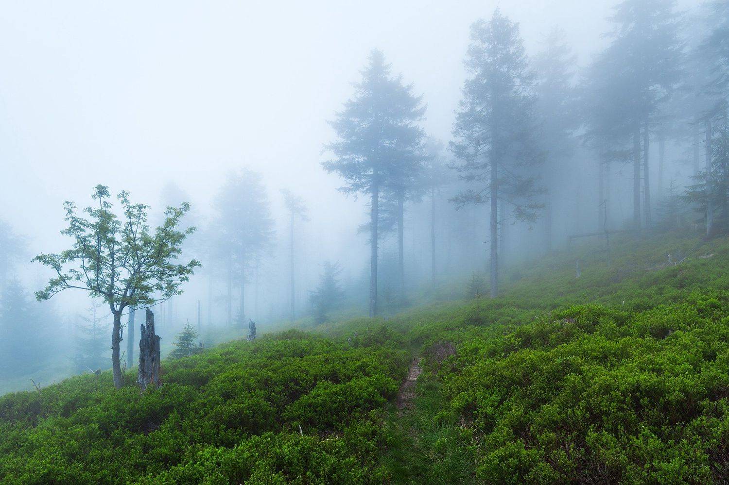 Dark. Автор: Błażej Krzyżanek fog, trees, green, Błażej Krzyżanek