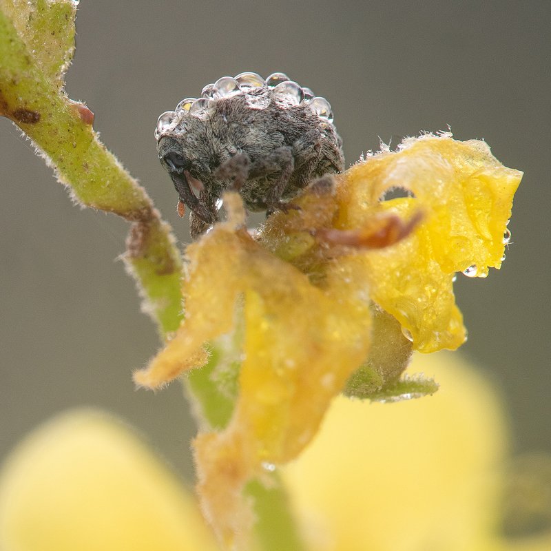 Г Р Е М Л И Н !photo preview