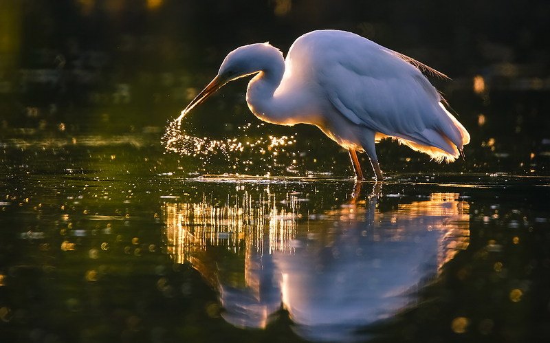 золотые россыпиphoto preview