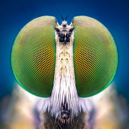 Portrait of robber fly