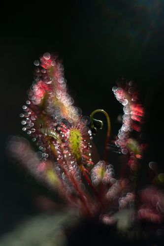  the last rays of the sun