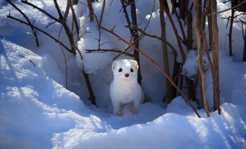 Ласкаphoto preview