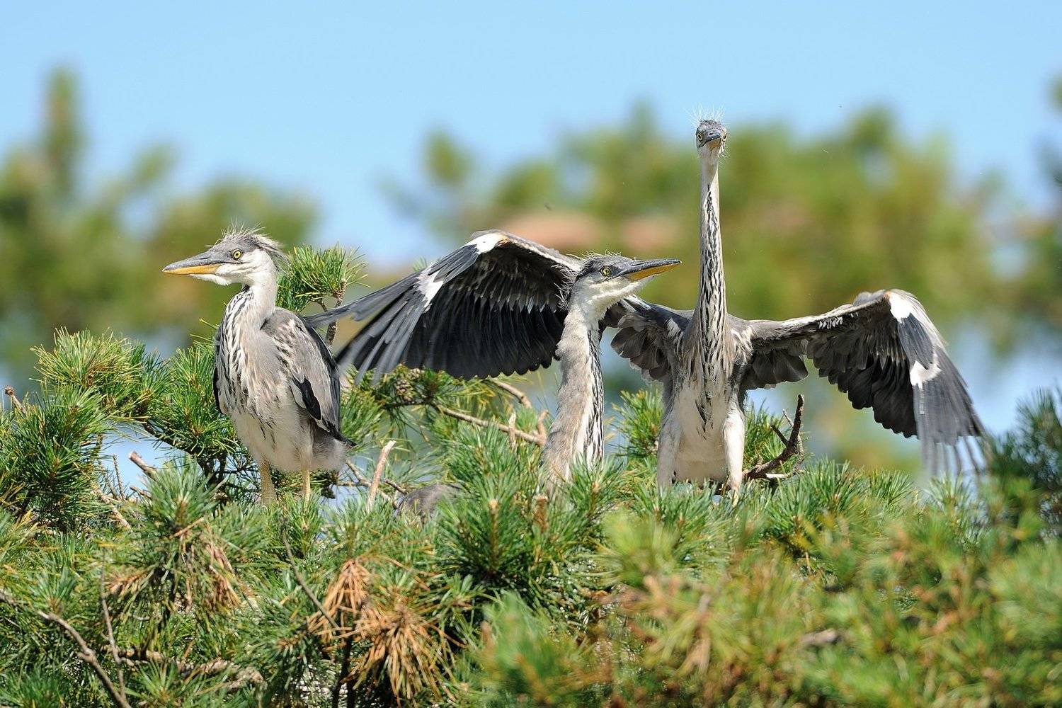 Автор: Lobanov Roman , Lobanov Roman