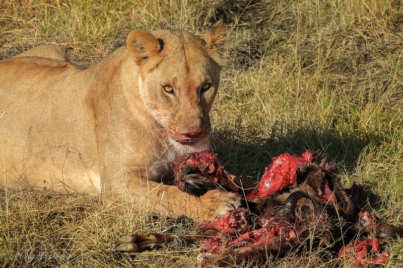 львица, обед, антилопа, саванна, дикие_животные, зеленый, кровь, охота Господа фотографы, имейте совесть! Даже у моделей бывает перерыв на обед!!!photo preview