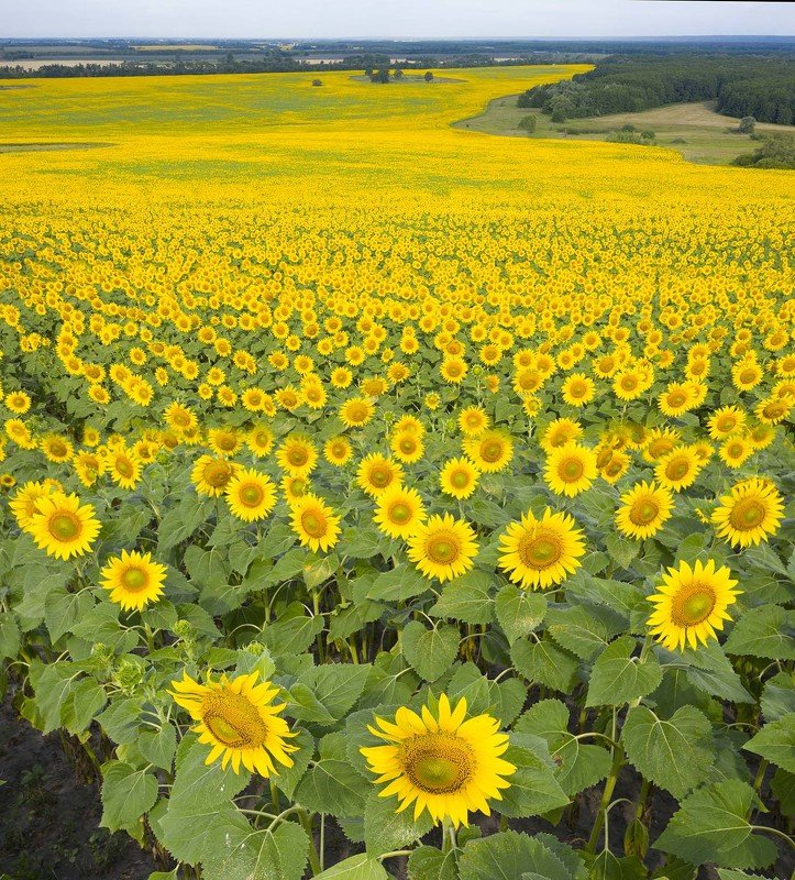 Аэро привет Ван Гогуphoto preview