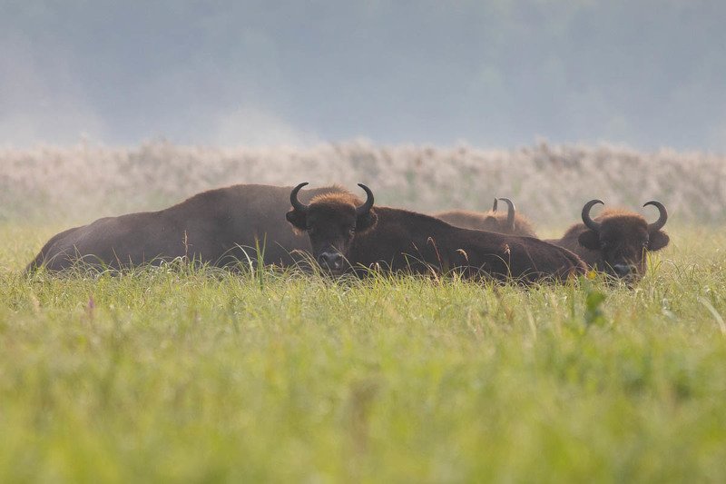 Żubry photo preview