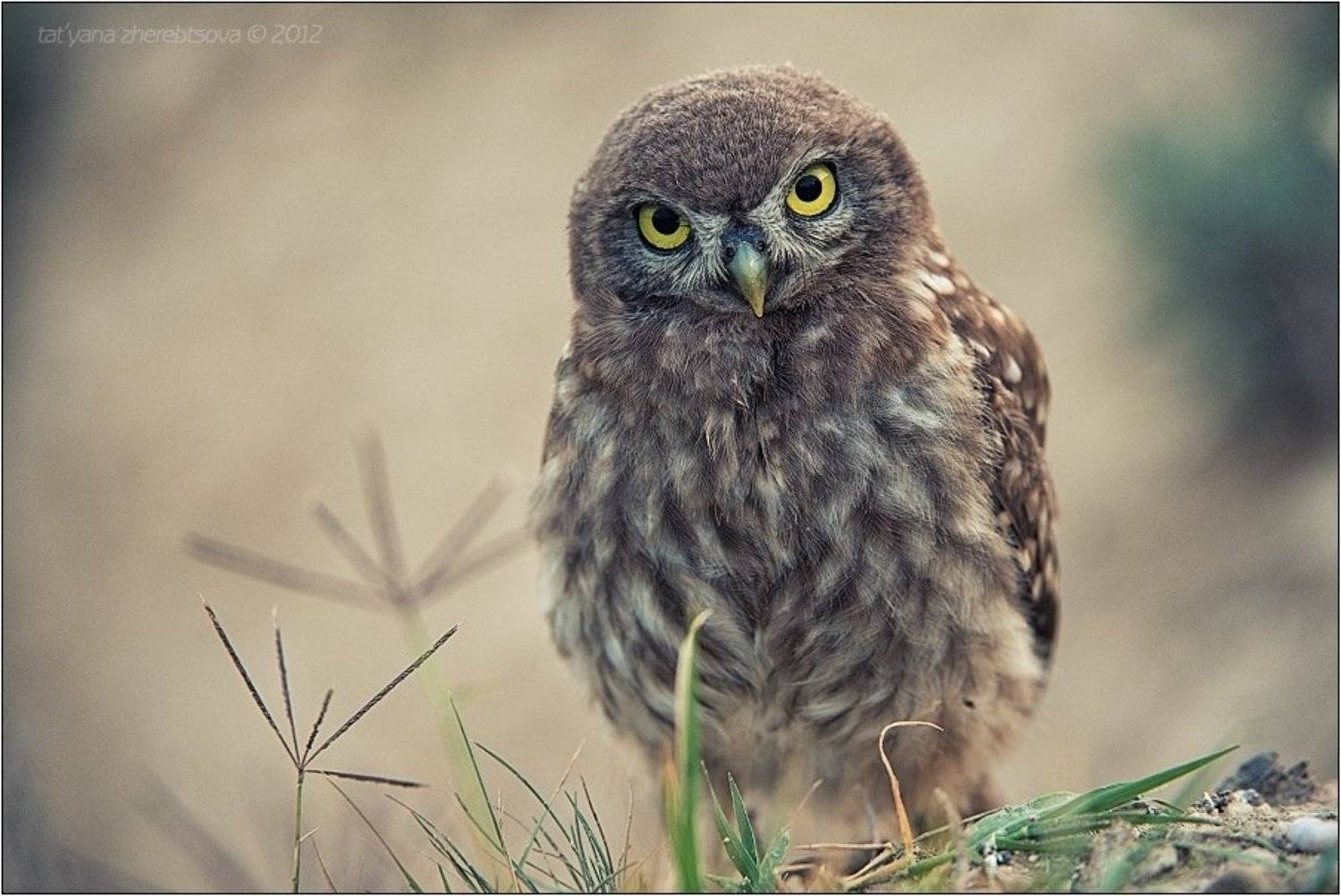 домовой, сыч, Татьяна Жеребцова