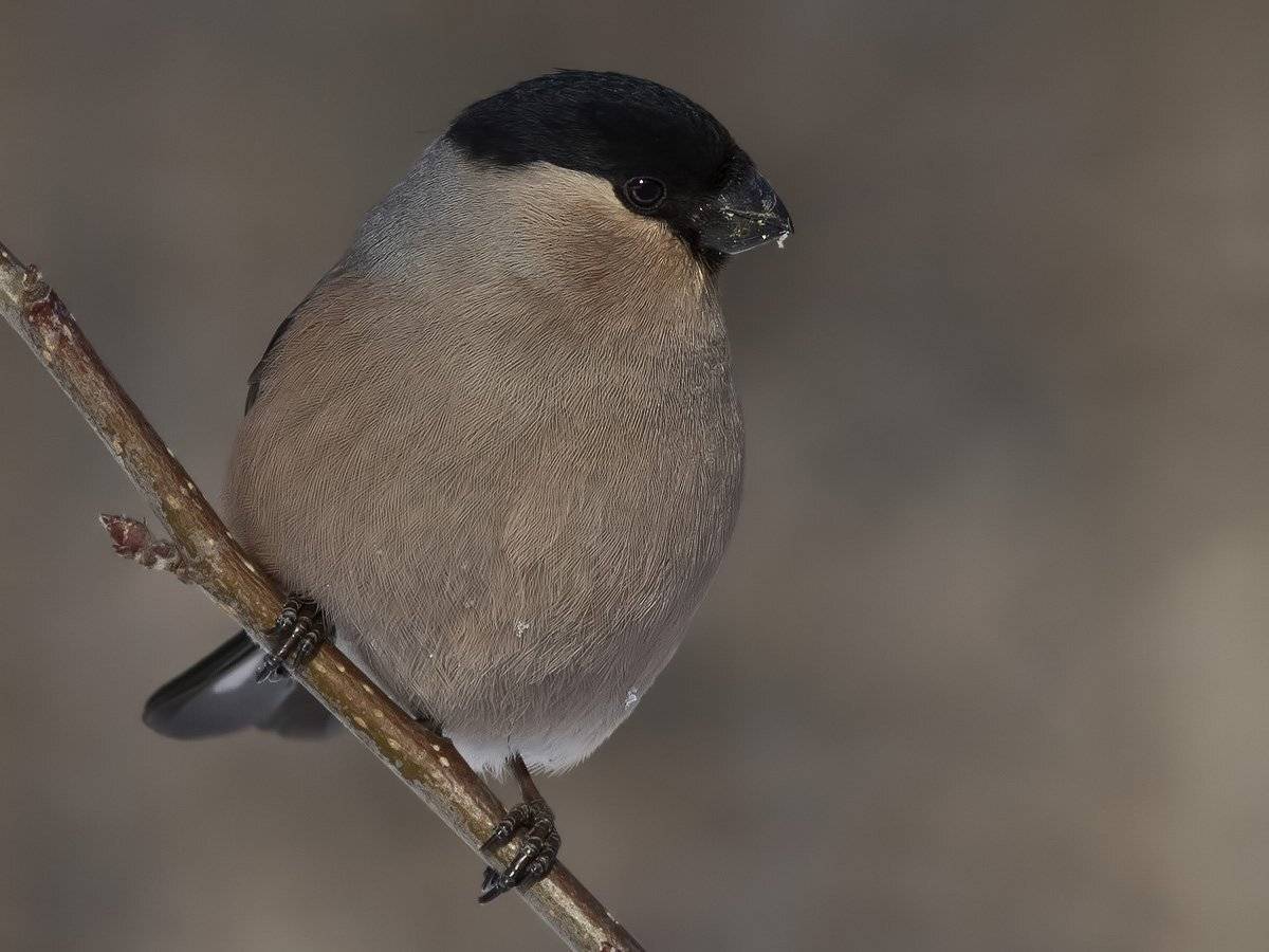 снегирь, Ляпустин Юра