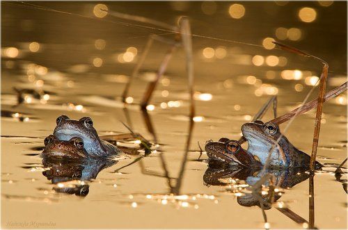 Вечеринка с паучком