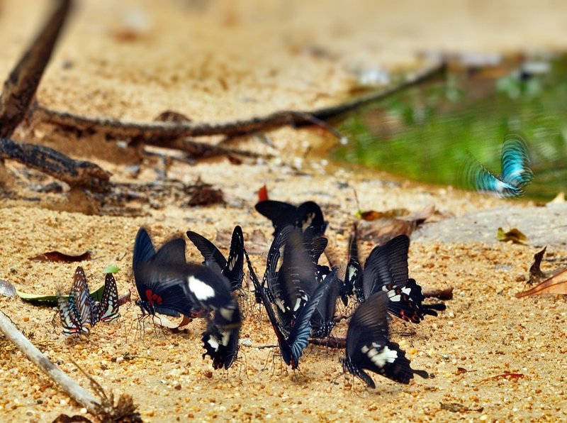 macro, closeup, макро,  gnilenkov ***photo preview